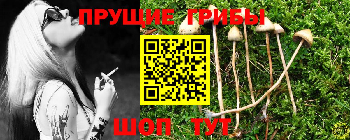 Галлюциногенные грибы Psilocybe Ялта